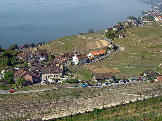 vineyards at Lavaux near Lake Geneva