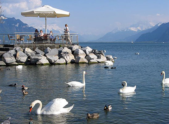 swans and ducks on the Lake Lucerne
