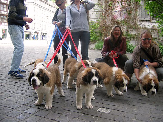 a group of young St. Bernards