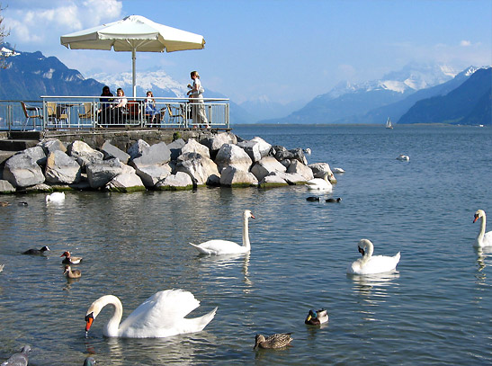 swans and ducks on Lake Lucerne