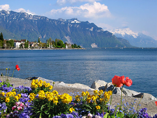 the town of Vevey on the north shore of Lake Geneva with flowers on the shoreline in the foreground