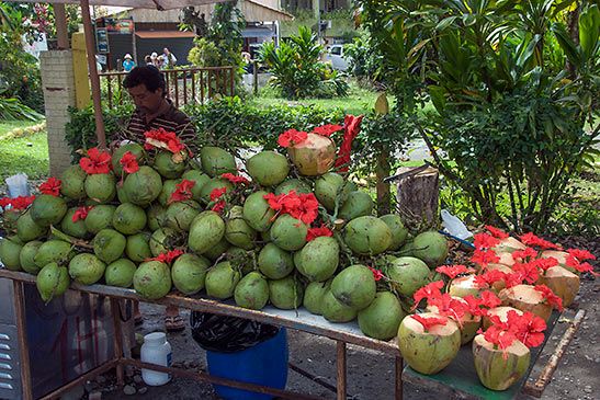 fresh coconuts for sale