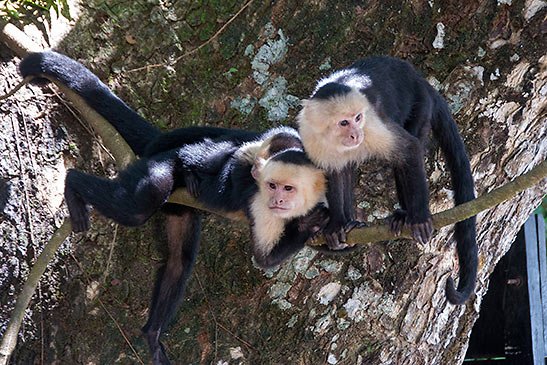 white-faced monkey at Manuel Antonio National Park