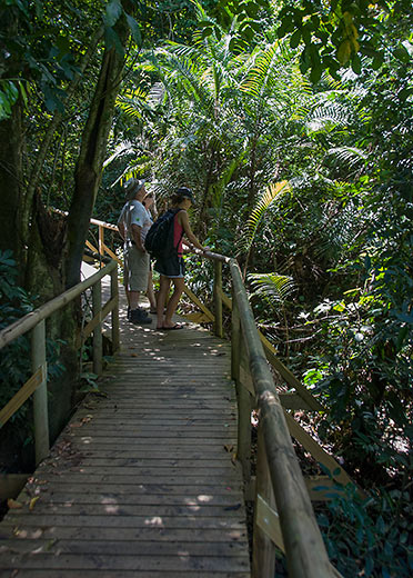hiking trail inside the Manuel Antonio National Park