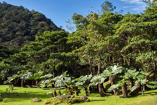 various shades of green at the El Silencio Lodge and Spa