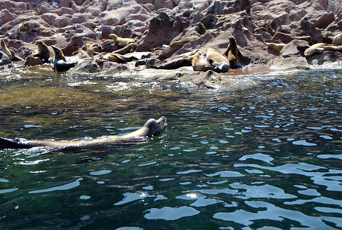 sea lions on an island of La Paz