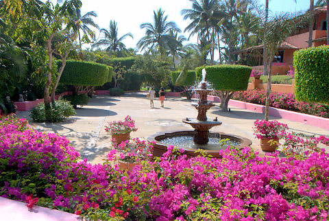 bougainvilleas beside a fountain, Las Alamandas