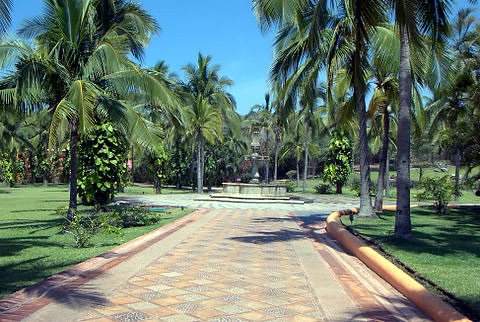 palm-lined pathway at Las Alamandas