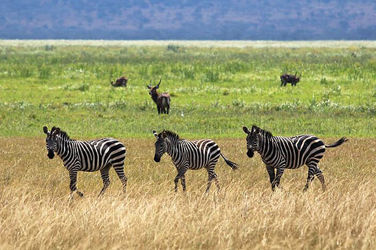 zebras and Rwanda's stunning landscape