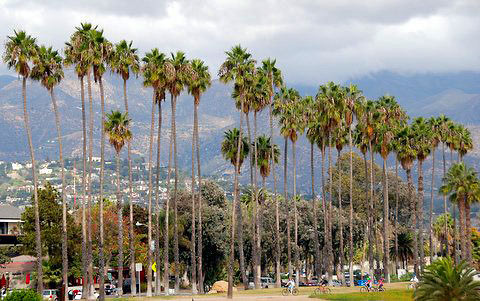 cyclists riding along a palm-lined pathway in Santa Barbara