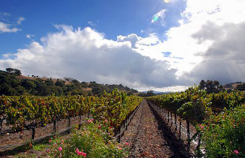 the family-owned Fess Parker Winery in Los Olivios
