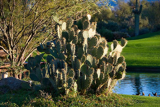 natural setting for The Boulders Resort & Spa, Sonora Desert