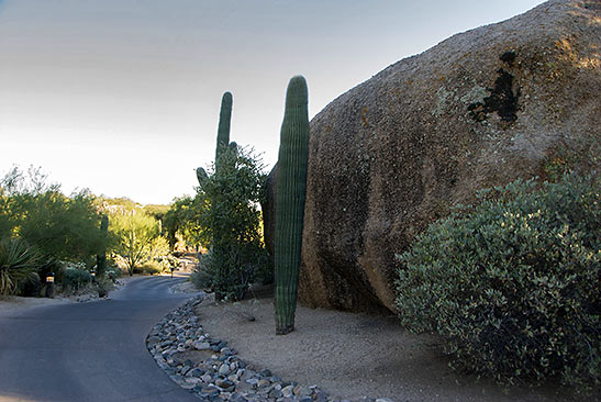 cacti and granite boulder at The Boulders Resort, Carefree, Arizona