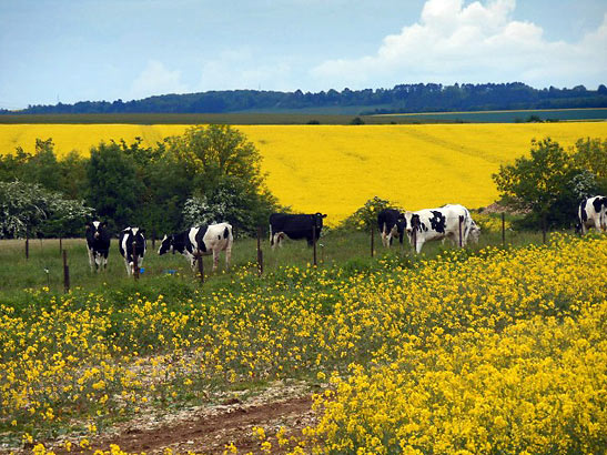 rapeseed fiels and Charolais cows, Burgundy