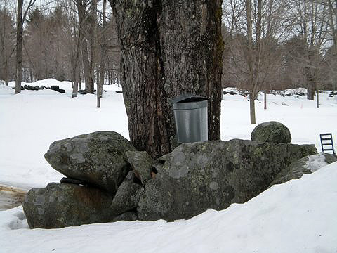 sap bucket on maple tree at Mapletree Farm, near East Concord, New Hampshire