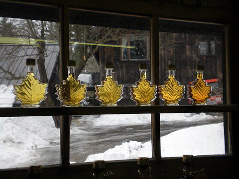 sample bottles of different grades of maple syrup at a window frame