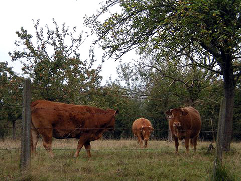 cows and apple trees in a Normandy farm