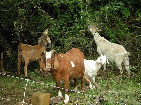 goats eating poison oak at the Presidio, San Francisco