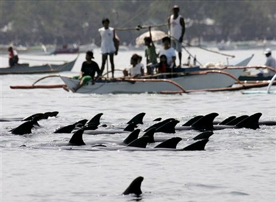 dolphins swimming offshore, Bataan, Philippines