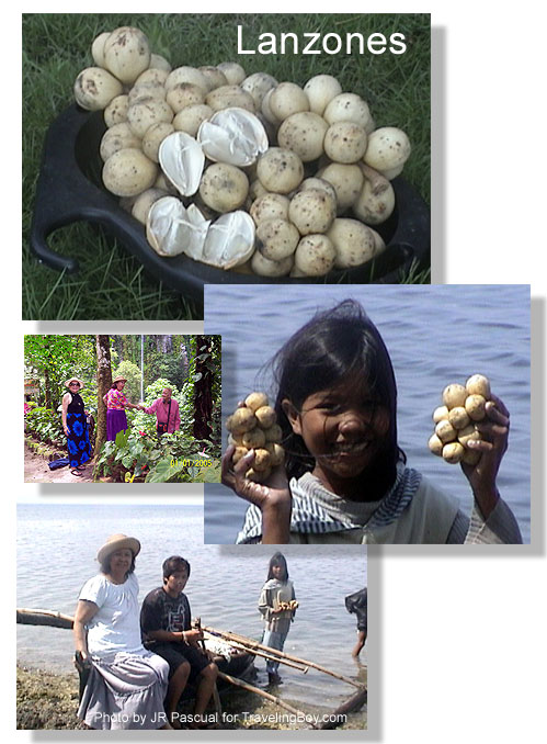 the lanzones fruit and photos of the writer and friends, Camiguin Island