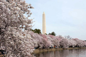 cherry blossoms