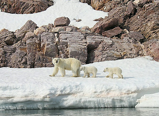 polar bear with two cubs