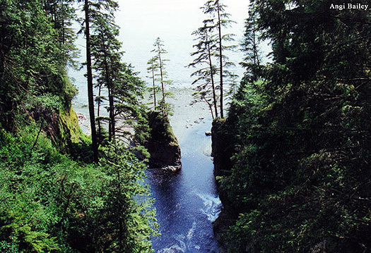 forest and coastal landscape scene, East Sooke Regional Park, British Columbia