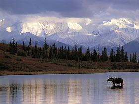 caribou on a lake with Mt. McKinley in the background, Denali National Park