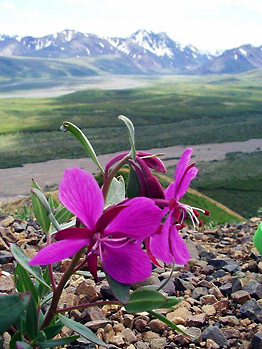 Dwarf Fireweeds with the mountains of Denali in the background