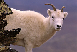 young Dall sheep