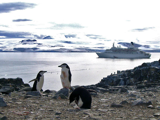 penguins on  shore as writer's cruise ship passes by, Antarctica