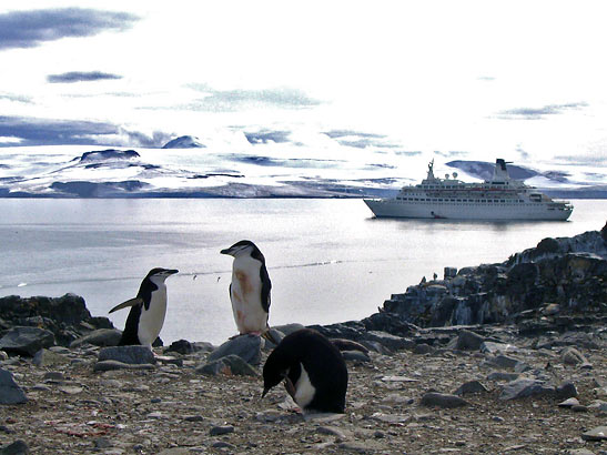 penguins on  shore as writer's cruise ship passes by, Antarctica