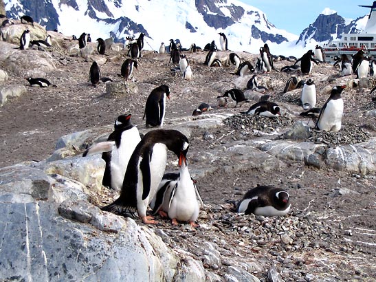 penguins on Half Moon Island