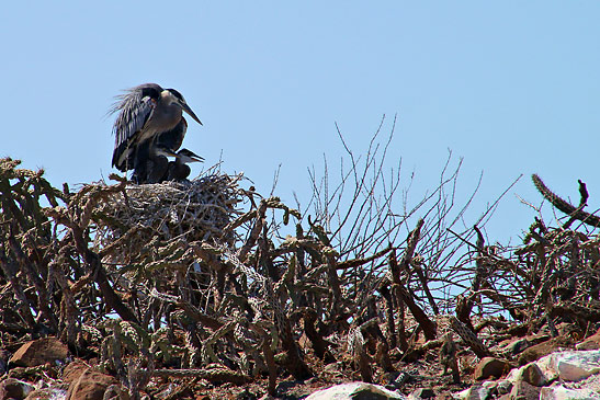 native bird estuary at Isla Espiritu Santo