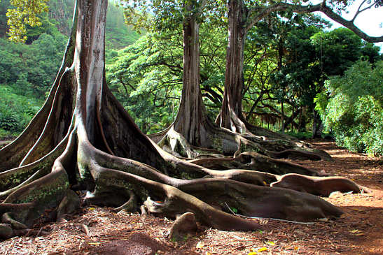 Moreton Bay fig tree trunks at the Allerton Garden, Kaua'i