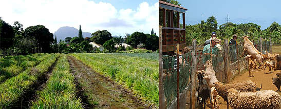 the farm and ranch of Gaylord's at Kilohana