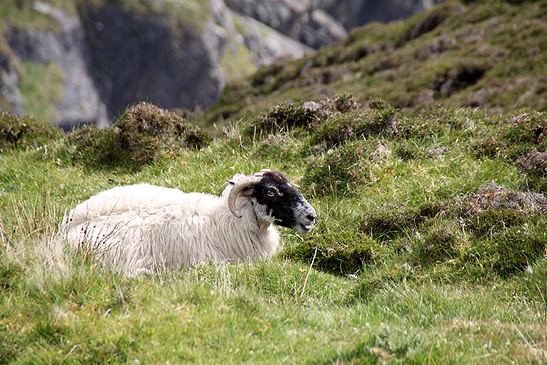 sheep on grazing field, Ireland