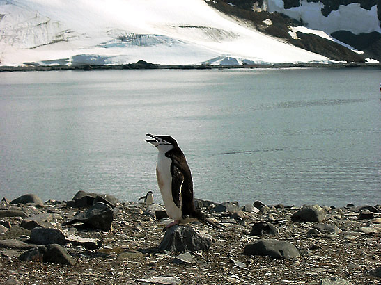 a Chinstrap penguin on Half Moon Island, Antarctica