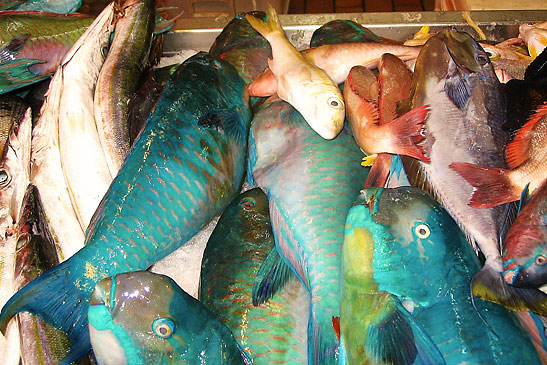 parrotfish, perch, mullet and other fishes in the main market in Papeete, French Polynesia