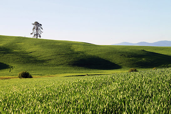 rolling hills and wheat fields of the Palouse Region