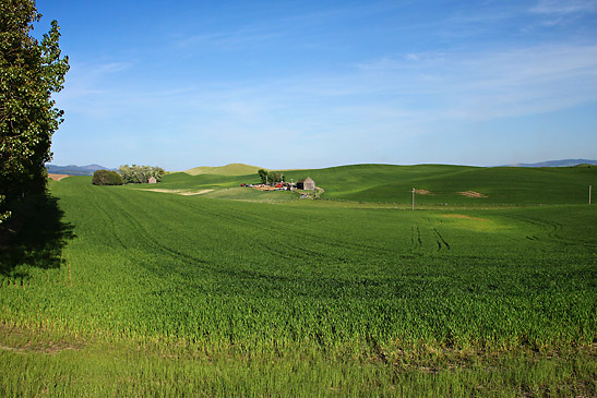 farmland in the Palouse Region