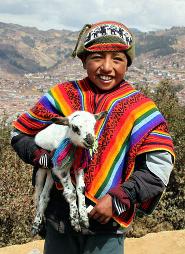 local cusco boy with young sheep