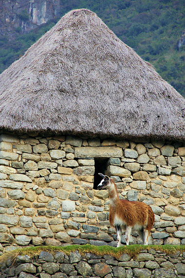 llama at a Peruvian village