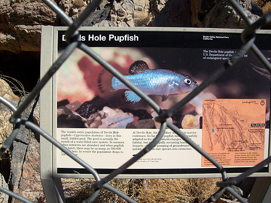 picture and description of the Devil's Hole Pupfish in its natural habitat
