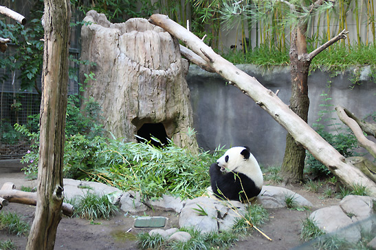 a panda munching on bamboo shoots, San Diego Zoo