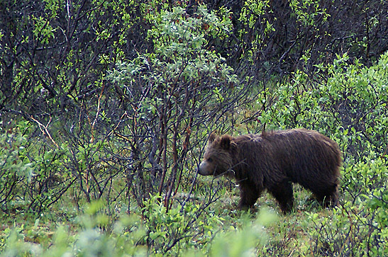 bear roaming the woods