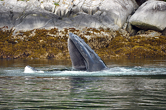 humpback whale surfacing