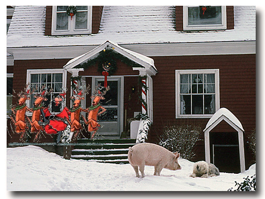 pet pig and dog in front of a house at the Snowvillage Inn