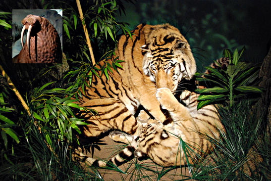 tiger diaroma at the Rolling Hills Wildlife Adventure, Salina