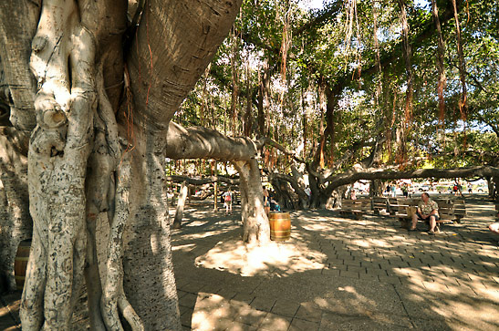 the Banyan Tree